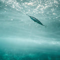 IMG_2658181