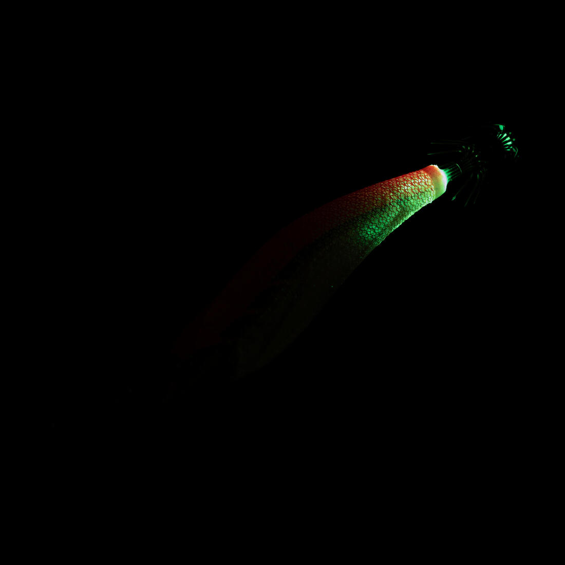 IMG_2274782