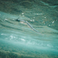IMG_8858256_11
