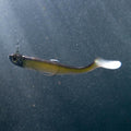 IMG_8643666_11