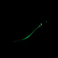 IMG_2630277
