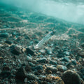 IMG_2658178