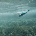 IMG_2653935