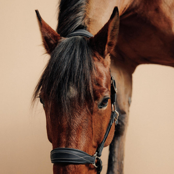 Licol équitation cheval et poney SCHOOLING Noir. - Decathlon Cote